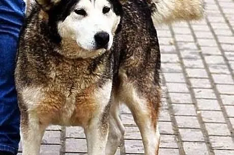 Alaska, 5-letnia alaskan malamute ze schroniska sz