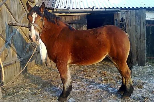 Klacz z licencją o sztumskim rodowodzie