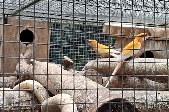 rozelle królewskie szeki dwufakturowe, żółte i czerwone pastele pary lęgowe