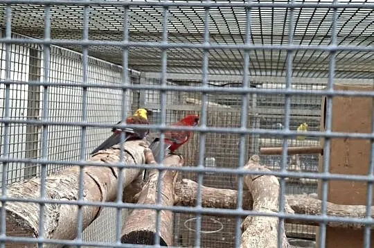 rozelle królewskie szeki dwufakturowe, żółte i czerwone pastele pary lęgowe, Łódzkie, Czarnocin