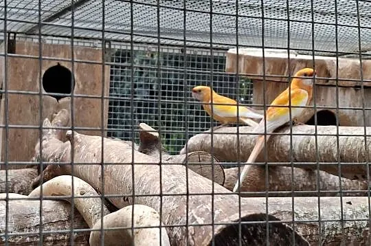 rozelle królewskie szeki dwufakturowe, żółte i czerwone pastele pary lęgowe, Łódzkie, Czarnocin