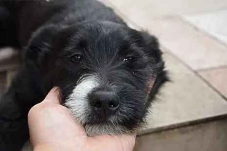 Malutka 4-5 miesięczna Kajka szuka domku.,  mazowi