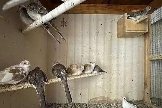 Gołąbkami Diamentowe Szeki