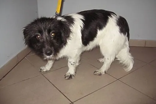 SONIA-mini border colli,6-7 mies,bardzo grzeczna,adopcja!!,  świętokrzyskie Kielce