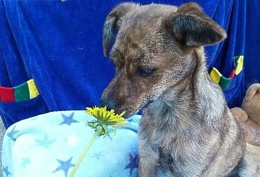 Szczeniak 6 m-cy ,suczka Pela.ADOPCJA !, małopols