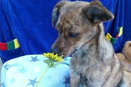 Szczeniak 6 m-cy ,suczka Pela.ADOPCJA !,  małopols