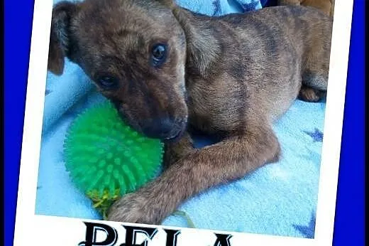 Szczeniak 6 m-cy ,suczka Pela.ADOPCJA !,  małopols