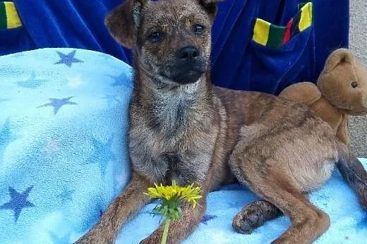 Szczeniak 6 m-cy ,suczka Pela.ADOPCJA !,  małopols