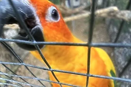 Papugi Konury Słoneczne parą samiec samica, Kujawsko-pomorskie, Brodnica