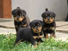 Piękne Rottweiler szczenięta rottweilera szukają nowych domów.