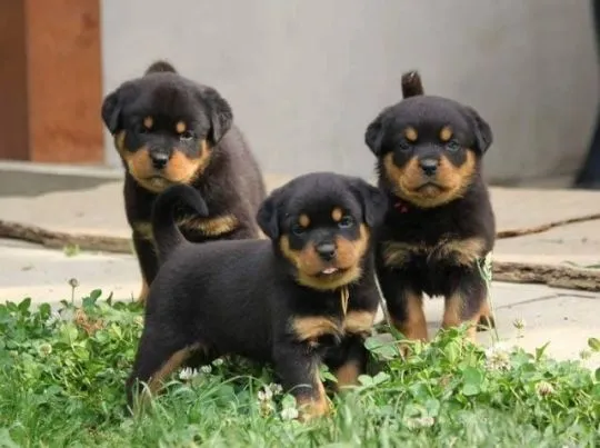 Piękne Rottweiler szczenięta rottweilera szukają nowych domów.