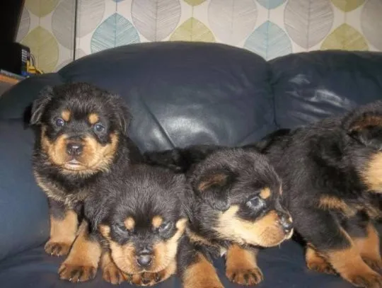 Piękne Rottweiler szczenięta rottweilera szukają nowych domów., Śląskie, Świętochłowice