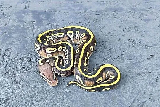 Pyton Królewski, samiec- Black Head Mojave Pastel poss Spotnose het Clown