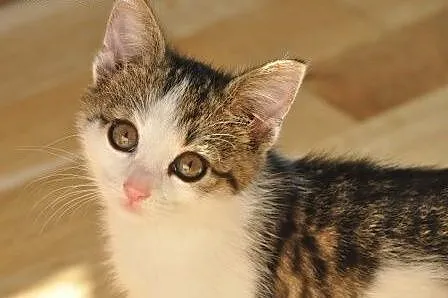 Morelka kotka, kicia, kociak 7 tyg. ADOPCJA,  małopolskie Kraków