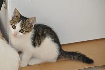 Morelka kotka, kicia, kociak 7 tyg. ADOPCJA,  mało