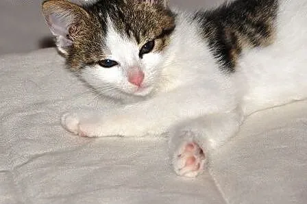 Morelka kotka, kicia, kociak 7 tyg. ADOPCJA,  mało