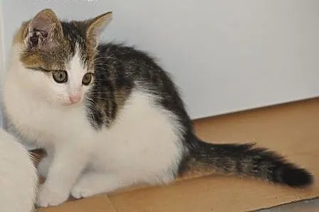 Morelka kotka, kicia, kociak 7 tyg. ADOPCJA,  mało