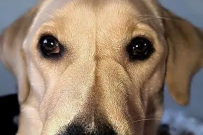 Labrador retriever, Łódzkie, Łódź