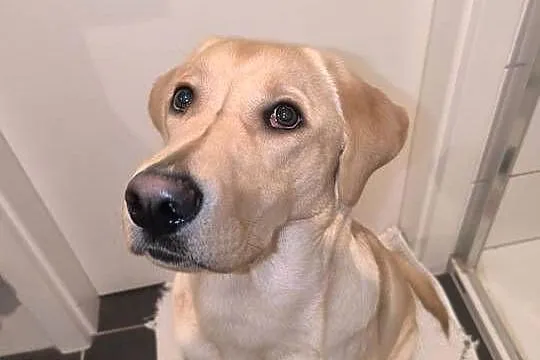 Labrador retriever, Łódzkie, Łódź
