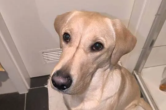 Labrador retriever, Łódzkie, Łódź