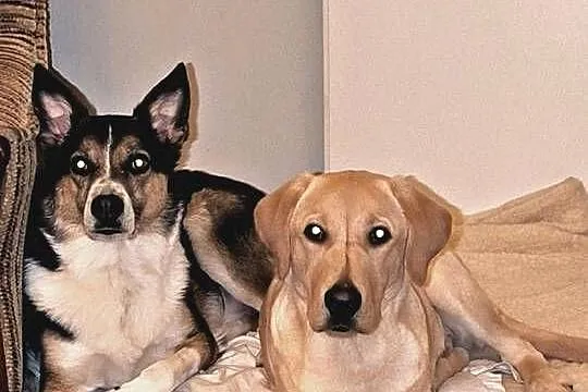 Labrador retriever, Łódzkie, Łódź