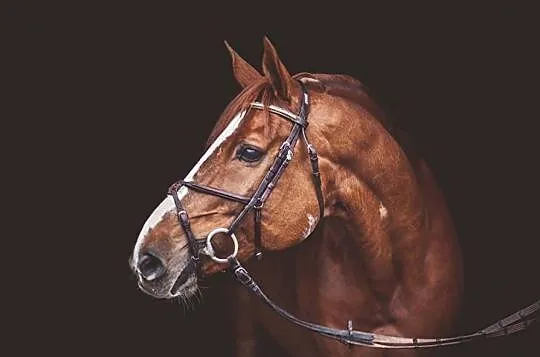 Buy lovely pony, , 