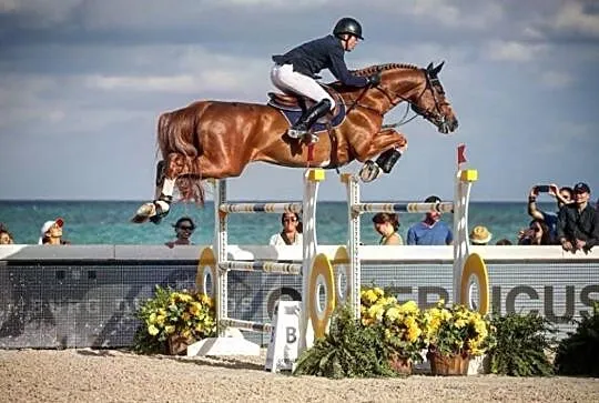 Buy lovely pony, , 