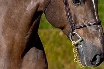 Buy lovely pony, , 
