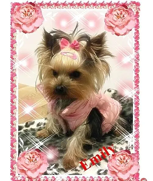 York,yorkshire terrier!ELITARNE MICRO CUDEŃKO