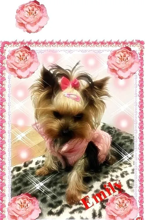 York,yorkshire terrier!ELITARNE MICRO CUDEŃKO