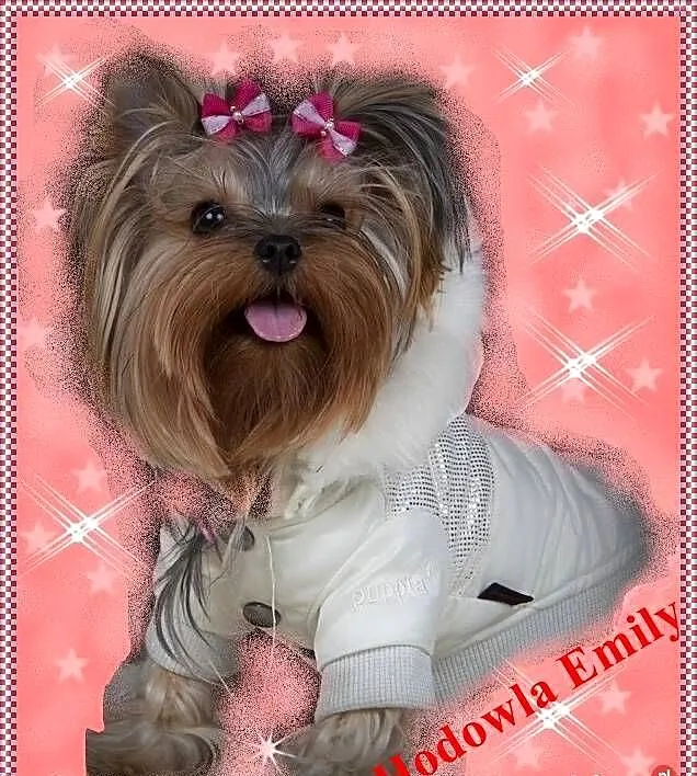 York,yorkshire terrier!ELITARNE MICRO CUDEŃKO