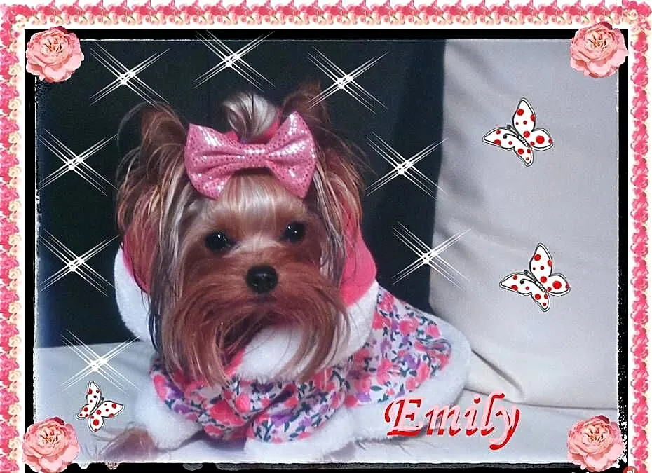 York,yorkshire terrier!ELITARNE MICRO CUDEŃKO