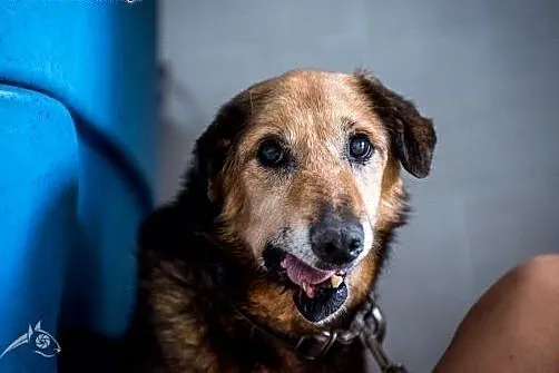 LANER nie ma wiele czasu na znalezienie domu!,  ma