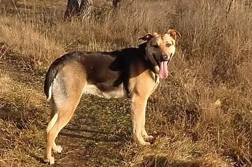 Tola -10 mies. duża sunia szuka domu,  mazowieckie