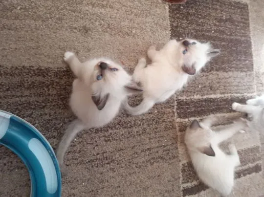 Dostępne kocięta rasy Ragdoll whatsapp +48782076170, , Kiełczów