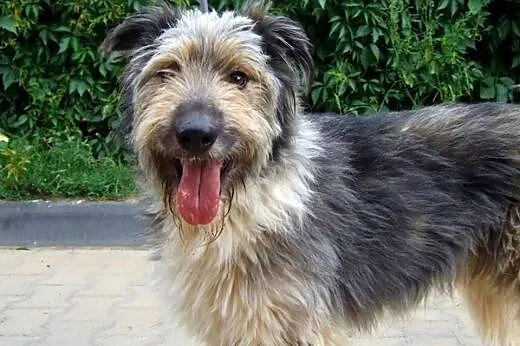 POMPON piekny kudłacz adopcja!!,  świętokrzyskie Kielce