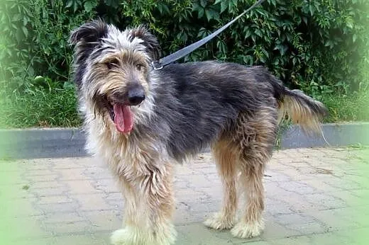 POMPON piekny kudłacz adopcja!!,  świętokrzyskie K