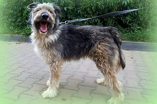 POMPON piekny kudłacz adopcja!!,  świętokrzyskie K