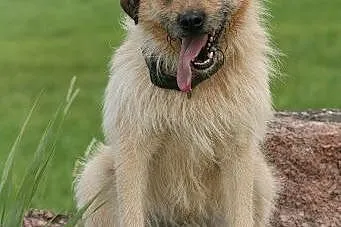 Młody, szorstkowłosy Ozi poleca się do adopcji!,  