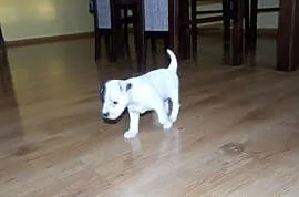 Parson Russell Terrier- szczenięta rodowodowe, Pogorzela