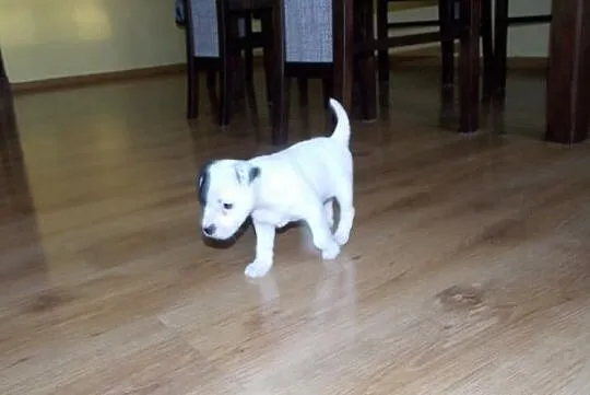 Parson Russell Terrier- szczenięta rodowodowe, Pogorzela