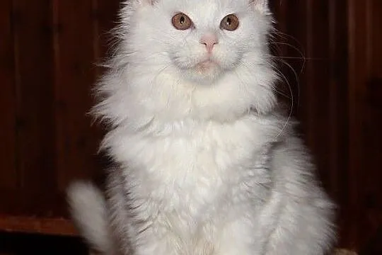 Biała kotka rasy Maine Coon, Bolszewo