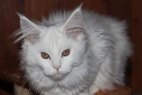 Biała kotka rasy Maine Coon, Bolszewo