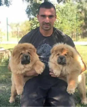 Piękne Chow Chow szczenięta dostępne na sprzedaż nbcfx, Pomorskie, Gdynia
