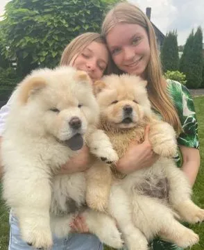 Piękne Chow Chow szczenięta dostępne na sprzedaż nbcfx, Pomorskie, Gdynia