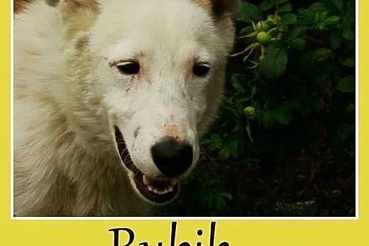 Młody, aktywny pies Rubik -adopcja,  dolnośląskie Wrocław