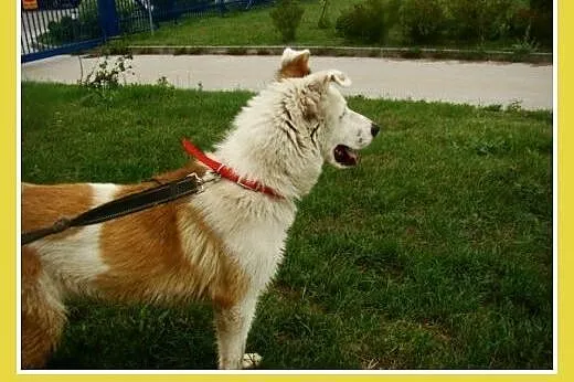 Młody, aktywny pies Rubik -adopcja,  dolnośląskie 