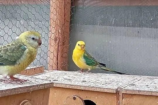 Sprzedam papugi świergotki, Mazowieckie, Tłuszcz