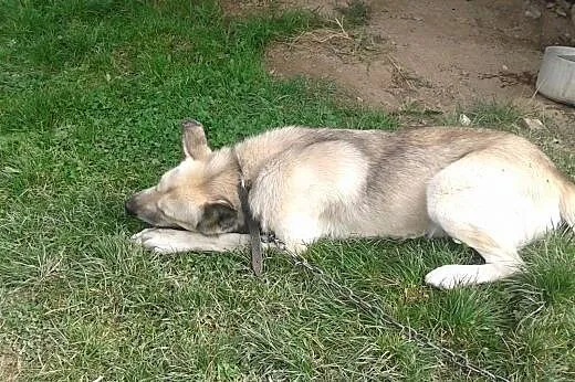 PILNIE oddam psa za darmo,  podkarpackie Strzyżów