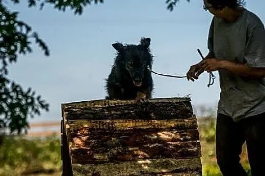 Miłka - wyjatkowa sunia dla kochających całym serc